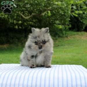 Madoxx, Pomeranian Puppy
